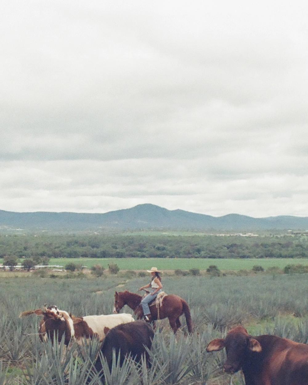 Rider among cattle